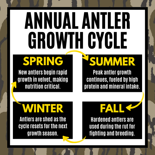 Whitetail deer antler growth cycle diagram